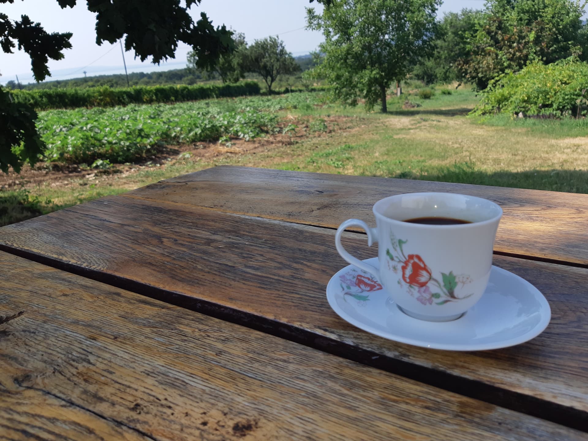 Kávé a teraszon, háttérben a szőlősorokkal